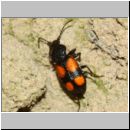 Panagaeus cruxmajor - Grosser Scheukaefer 7mm 02b OS-Wallenhorst-Tongrube-Lehmwand.jpg